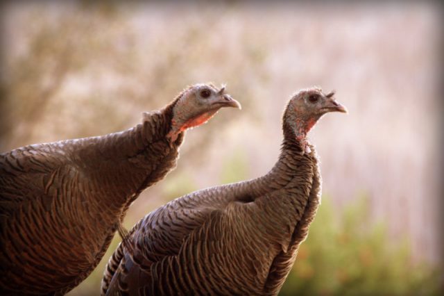 Turkeys, San Ramon, CA 2014